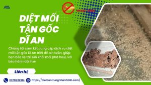 Dịch vụ diệt mối tận gốc dĩ an