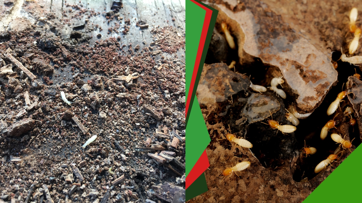 Diệt Mối Tận Gốc Dĩ An - Bảo Hành Lâu Dài 2 Dịch vụ diệt mối tận gốc dĩ an giá rẻ