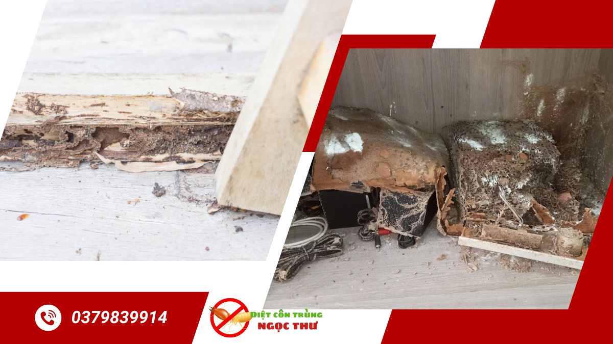 Dịch vụ diệt mối tận gốc tại tphcm