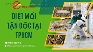 Diệt mối tận gốc tại tphcm