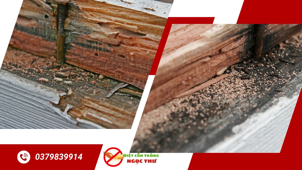 Dịch vụ diệt mối tận gốc tại tphcm, top 1