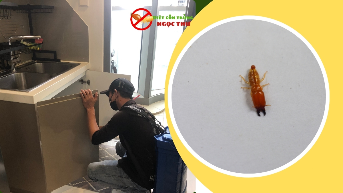 Diệt Mối Tận Gốc TPHCM - CAM KẾT KHÔNG CÒN MỐI 2 Diệt mối tận gốc tphcm