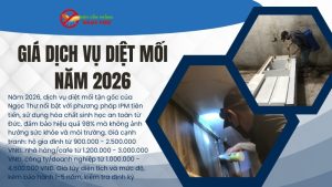 Bảng giá dịch vụ diệt mối năm 2026