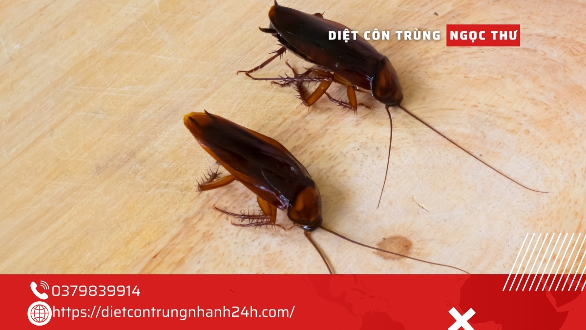 Mẹo diệt gián tận gốc