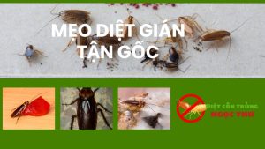 Mẹo diệt gián tận gốc