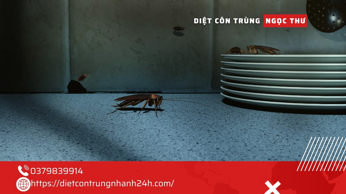 Mẹo diệt gián tận gốc tại nhà