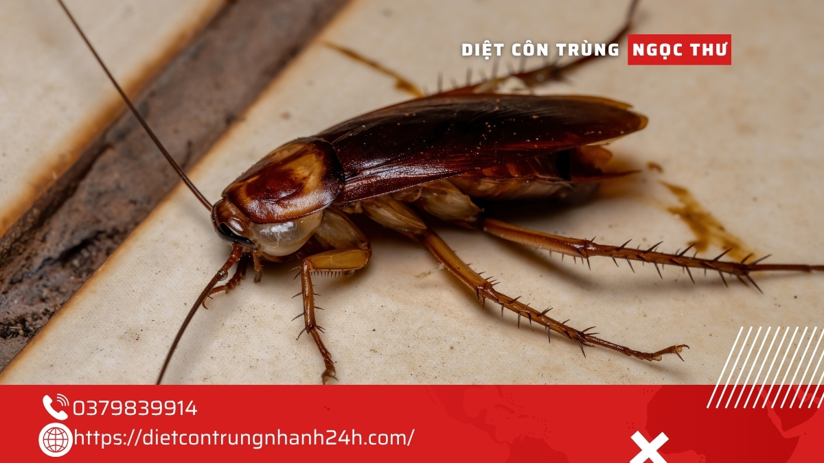 Mẹo diệt gián tận gốc an toàn