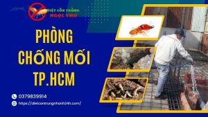 Phòng chống mối tphcm