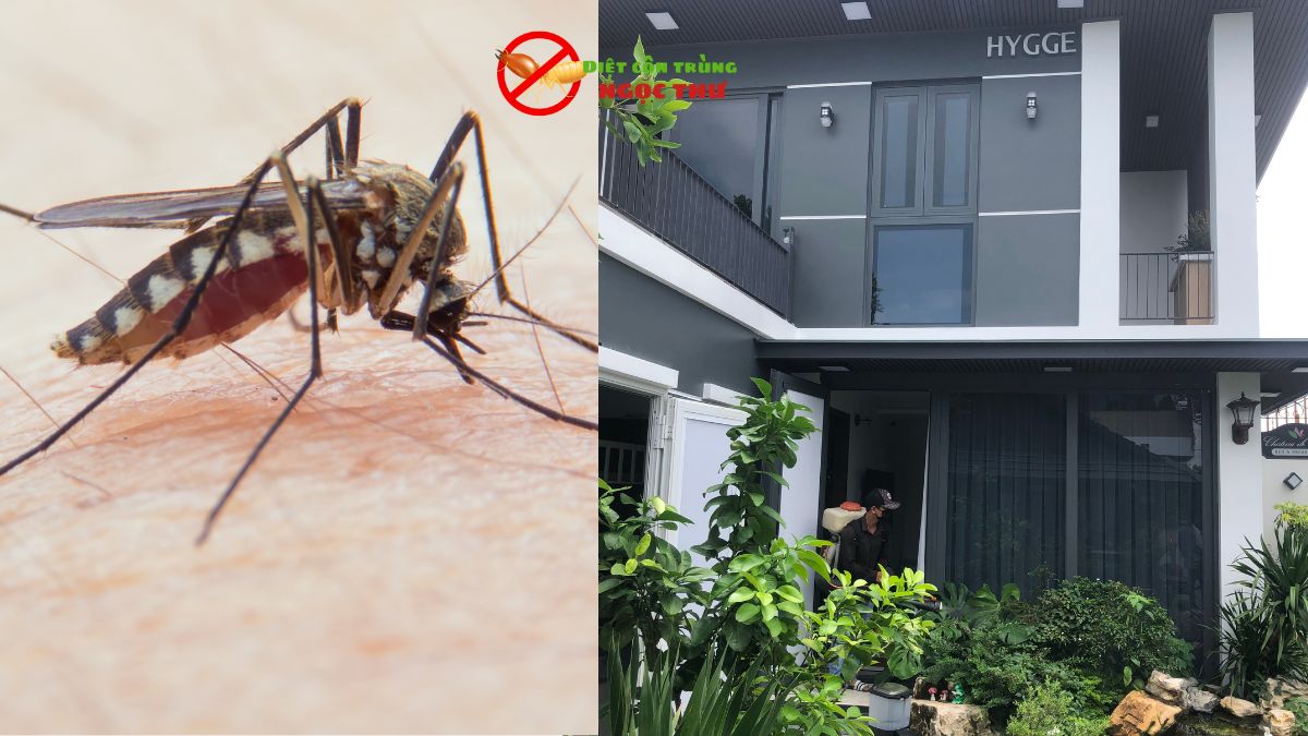 Phun Thuốc Muỗi KCN VSIP 2 - Ngọc Thư 4 Phun thuốc muỗi khc vsip 2, bình dương