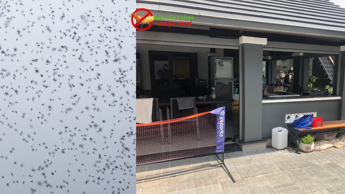 Phun Thuốc Muỗi KCN VSIP 2 - Ngọc Thư 3 Dịch vụ phun thuốc muỗi tại kcn vsip 2