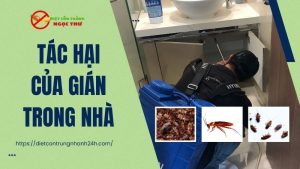 Tác hại của gián trong nhà
