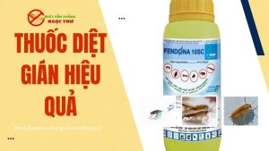 Thuốc diệt gián hiệu quả