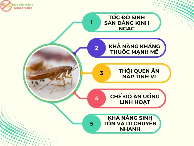 Tại Sao Gián Đức Khó Diệt Tận Gốc? Phân Tích Chi Tiết Về Loài Côn Trùng Cứng Đầu 2 Tại sao gián Đức khó diệt tận gốc?