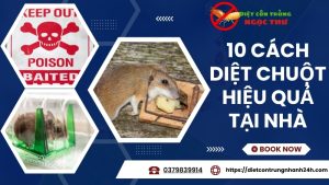 10 cách diệt chuột hiệu quả tại nhà