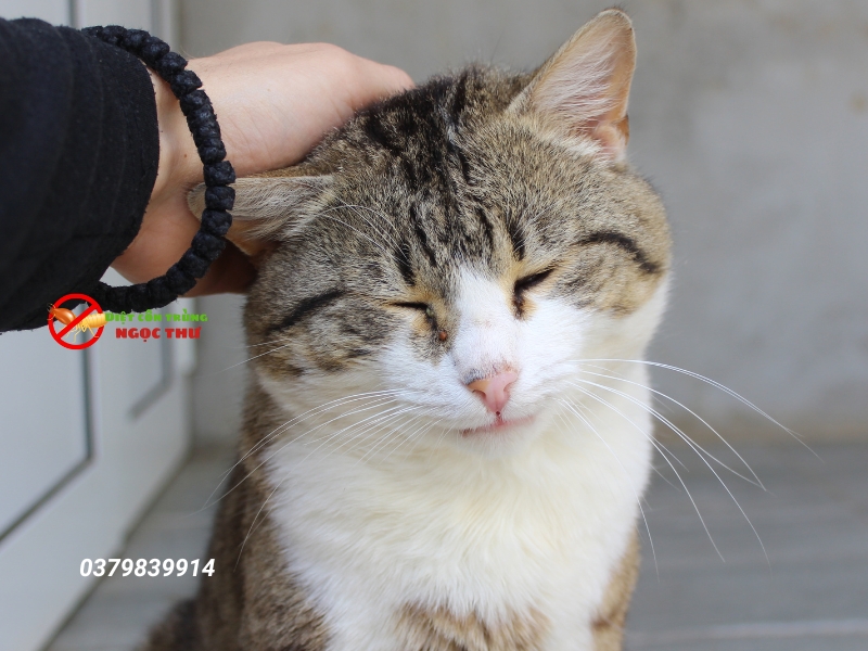 Mèo bắt chuột