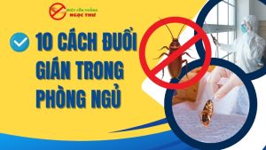Cách đuổi gián trong phòng ngủ