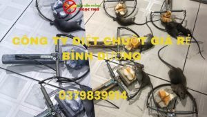 Công ty diệt chuột giá rẻ bình dương