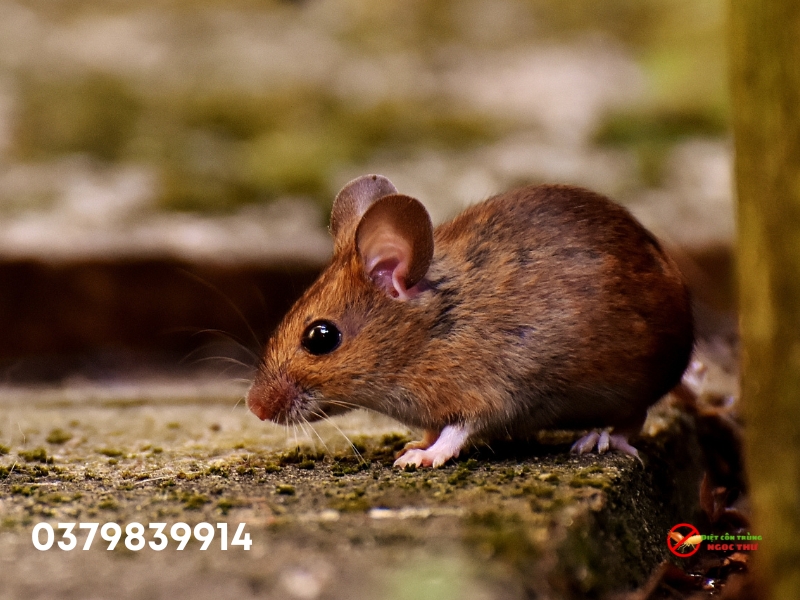 Dịch vụ diệt chuột chuyên nghiệp giá rẻ bình dương