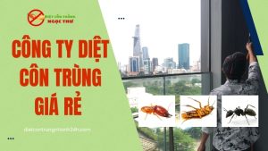 Công ty diệt côn trùng giá rẻ ngọc thư