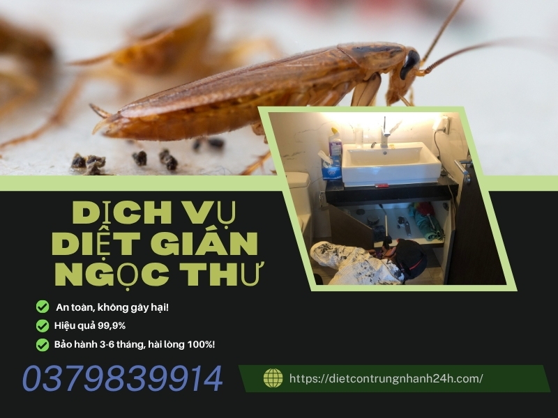 Công ty diệt gián uy tín tại TPHCM | Diệt sạch 99,9% 2 Công ty diệt gián uy tín tại tphcm ngọc thư