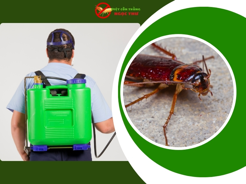 Công ty diệt gián uy tín tại TPHCM | Diệt sạch 99,9% 3 Công ty dịch vụ diệt gián tận gốc uy tín tại tphcm ngọc thư