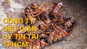 Công ty diệt gián uy tín tại TPHCM
