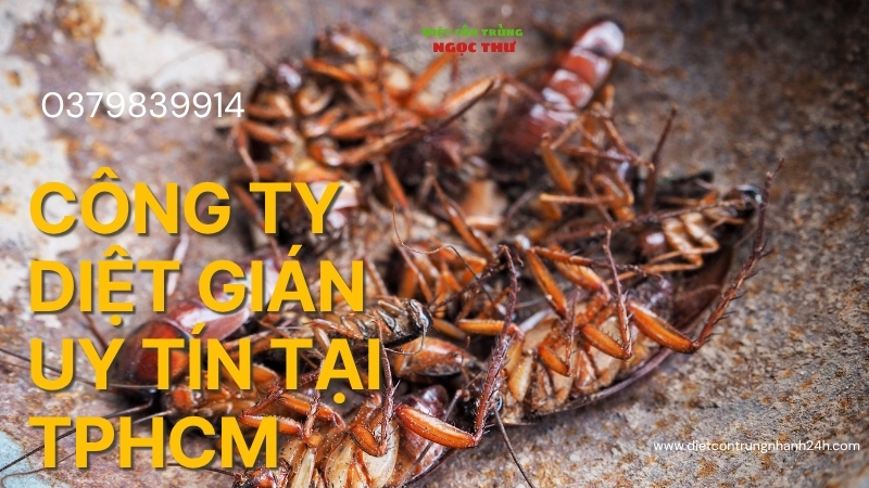 Công ty diệt gián uy tín tại TPHCM | Diệt sạch 99,9% 1 Công ty diệt gián uy tín tại TPHCM