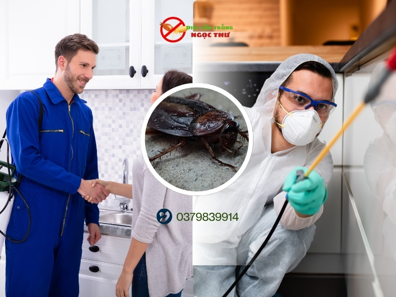 Công ty diệt gián uy tín tại TPHCM | Diệt sạch 99,9% 4 Công ty diệt gián tận gốc uy tín tại tphcm