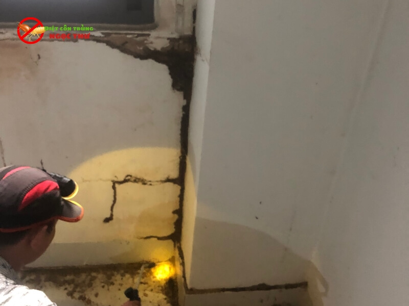 Nhân viên Ngọc Thư đang khảo sát diệt Mối tại Thủ đức