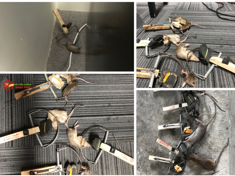 Dịch vụ diệt chuột cho chung cư tphcm đến từ các chuyên gia của Ngọc Thư