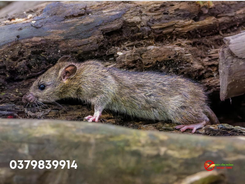 Dịch vụ diệt chuột cho chung cư tphcm dựa trên hiểu biết về hành vi của chuột đến từ các chuyên gia của Ngọc Thư