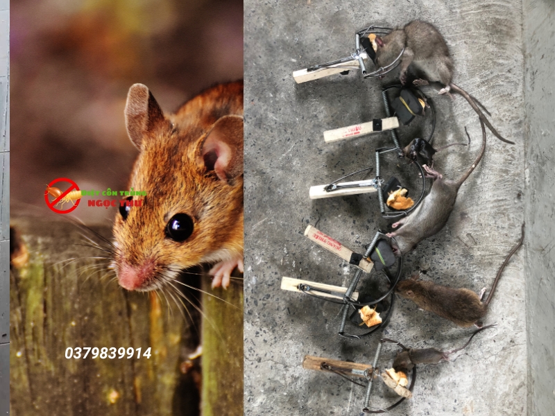 Dịch vụ diệt chuột hiệu quả cho nhà hàng tại TPHCM Ngọc Thư