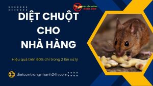 Dịch vụ diệt chuột cho nhà hàng tại TPHCM