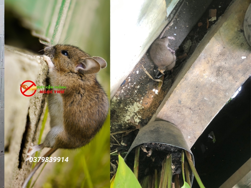 Dịch vụ diệt chuột tận gốc cho nhà hàng tại TPHCM Ngọc Thư