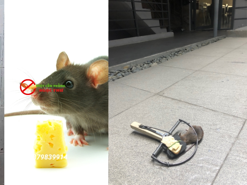 Công ty diệt chuột cho nhà hàng tại TPHCM