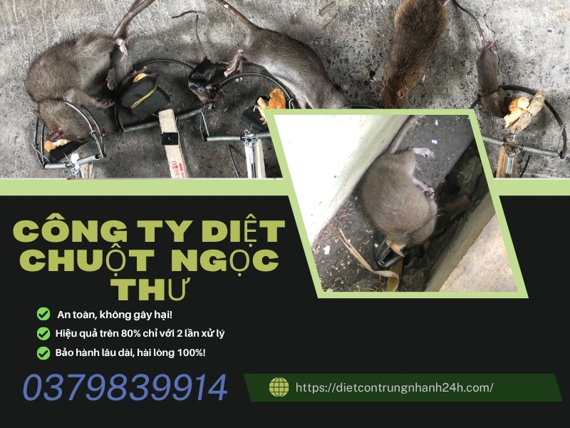 Dịch Vụ Diệt Chuột Tại Bình Tân - Loại Bỏ Chuột Tận Gốc, Giá Rẻ 2 Dịch vụ diệt chuột tại bình tân
