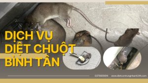 Dịch vụ diệt chuột tại bình tân