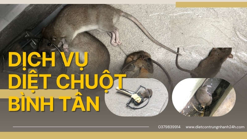 Dịch Vụ Diệt Chuột Tại Bình Tân - Loại Bỏ Chuột Tận Gốc, Giá Rẻ 1 Dịch vụ diệt chuột tại bình tân