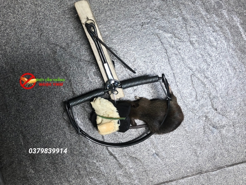 Dịch Vụ Diệt Chuột Tại Bình Tân - Loại Bỏ Chuột Tận Gốc, Giá Rẻ 4 Công ty dịch vụ diệt chuột chuyên nghiệp tại bình tân