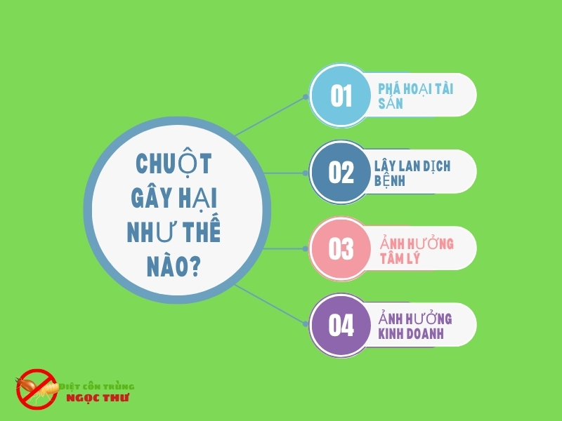 Dịch Vụ Diệt Chuột Tại Dĩ An – Chuyên Gia Diệt Chuột Tại Dĩ An 2 Chuột gây hại như thế nào?