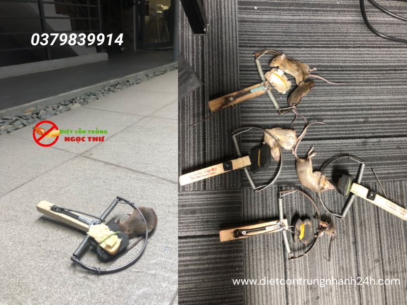 Dịch vụ diệt chuột Thủ Dầu Một - Bí quyết sạch chuột 100%! 🐀 4 Dịch vụ diệt chuột chuyên nghiệp tại thủ dầu một