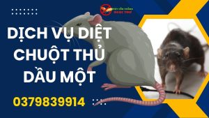 Dịch vụ diệt chuột thủ dầu một