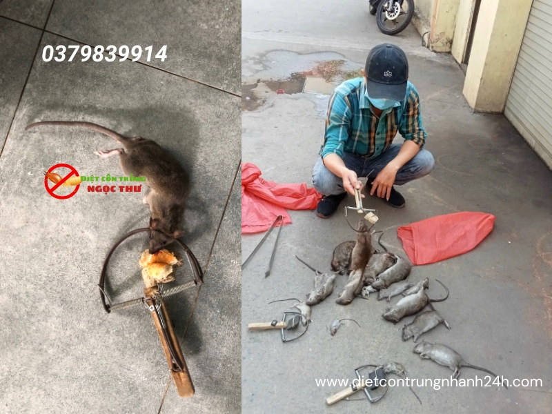 Dịch vụ diệt chuột Thủ Dầu Một - Bí quyết sạch chuột 100%! 🐀 2 Dịch vụ diệt chuột thủ dầu một bình dương, Diệt côn trùng Ngọc Thư