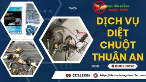 Dịch vụ diệt chuột Thuận An, Bình Dương