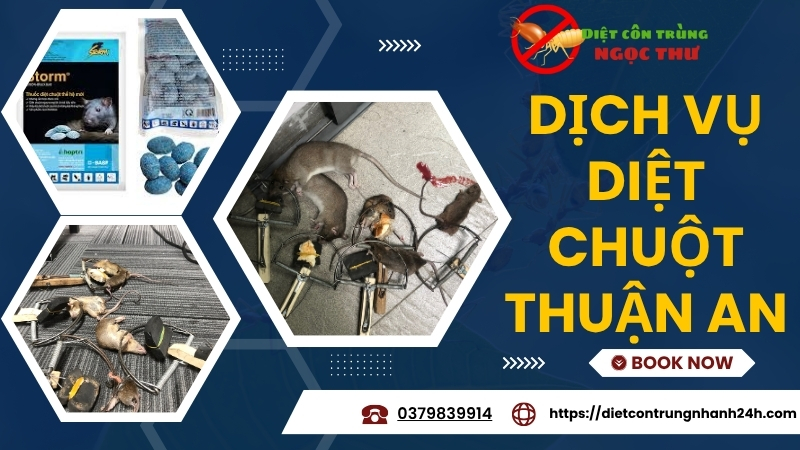 Dịch vụ diệt chuột Thuận An, Bình Dương