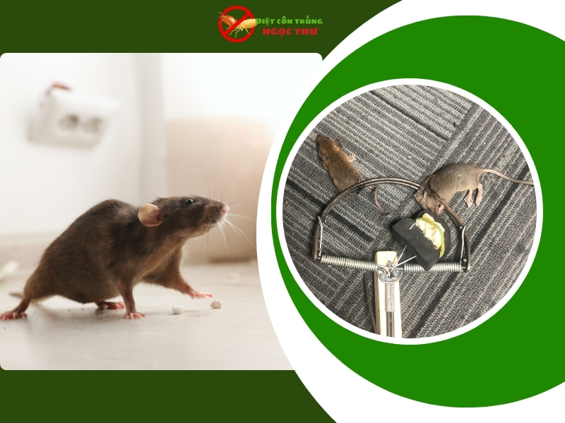 Dịch vụ diệt chuột tại Thuận An, Bình Dương giá rẻ
