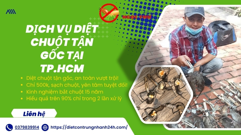 Dịch vụ diệt chuột tại TPHCM Ngọc Thư
