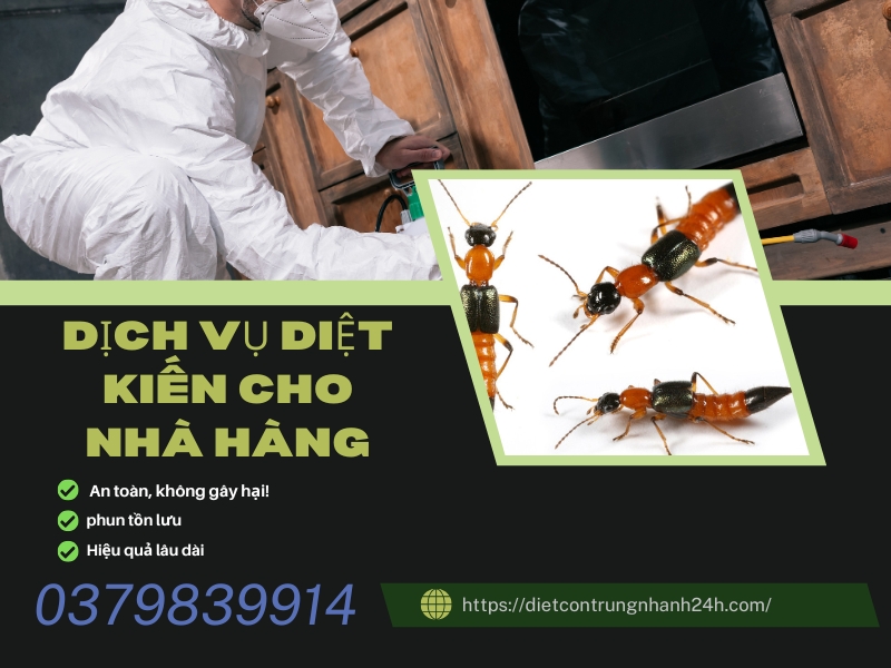 Dịch Vụ Diệt Côn Trùng Cho Nhà Hàng | Ngọc Thư 5 Dịch vụ diệt kiến cho nhà hàng