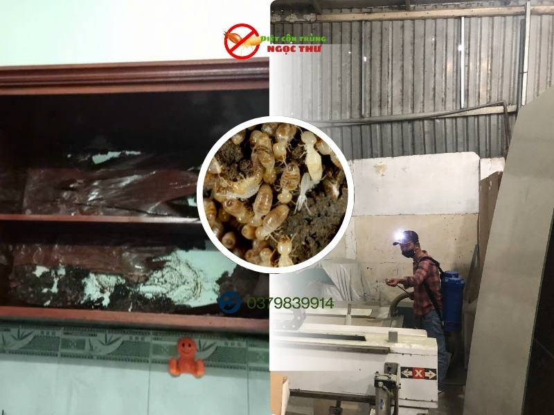 Dịch Vụ Diệt Côn Trùng Công Nghiệp - Công Ty Ngọc Thư 2 Dịch vụ diệt Mối tận gốc