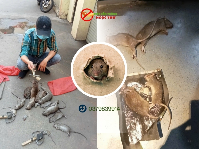 Dịch Vụ Diệt Côn Trùng Công Nghiệp - Công Ty Ngọc Thư 4 Dịch vụ diệt chuột hiệu quả cao
